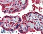 Goat Anti-PRDX1 Antibody